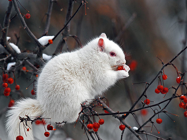 eichhoernchen albino