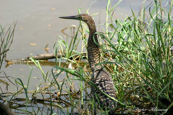 Suedamerikanische-Rohrdommel-Botaurus-pi