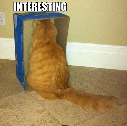 Interesting-Cat-Meme-Feels-Safe-Inside-I