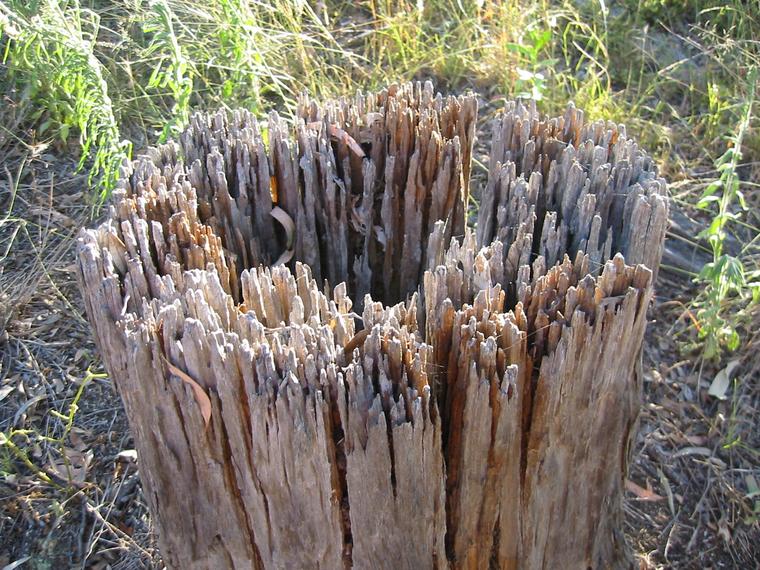 6034-tree-stump