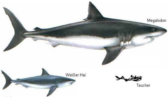 megalodon weisserhai