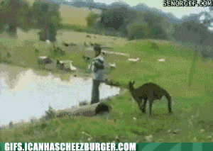 funny-animal-gifs-kangaroo-kick
