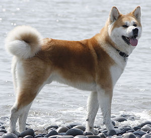 300px-Japaneseakita