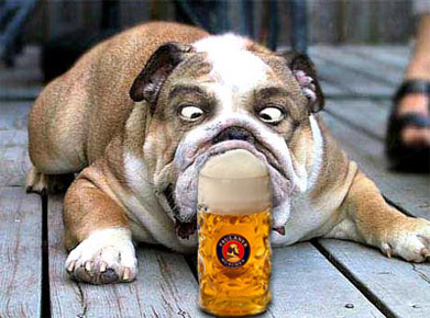 Bilder-Thread bierhund