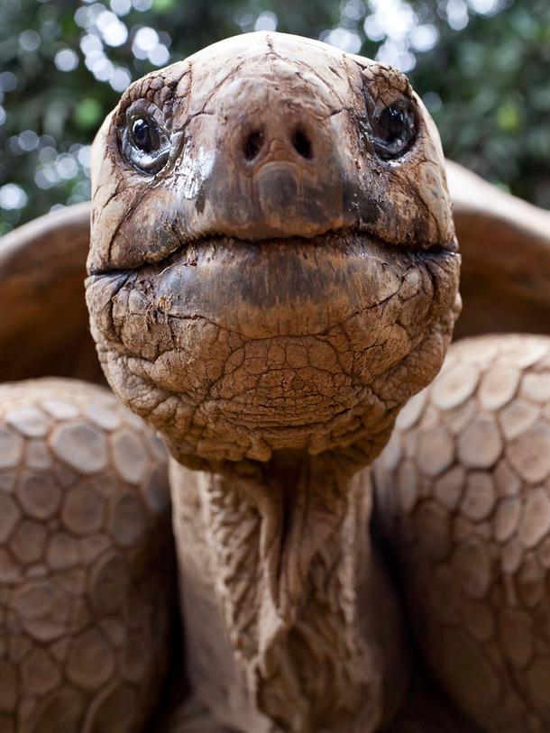 80-jaehrige-mama-schildkroete