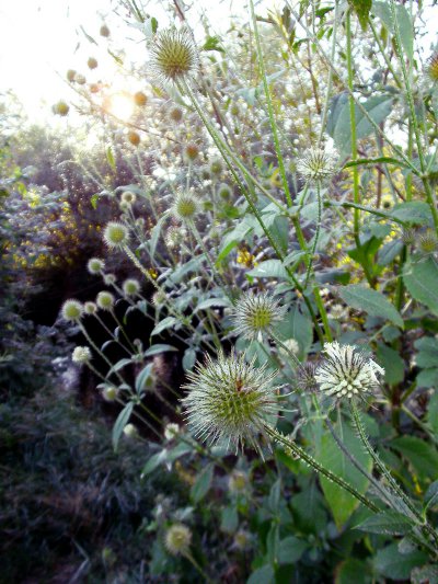 b63d17 Spaetsommer I 025