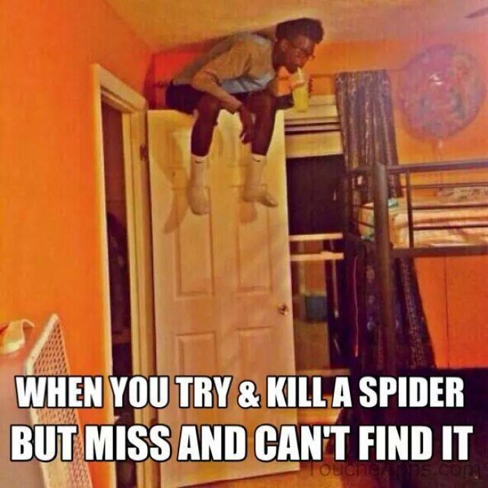 When-you-try-and-kill-a-spider