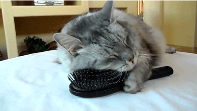 005-funny-animal-gifs-cat-loves-comb
