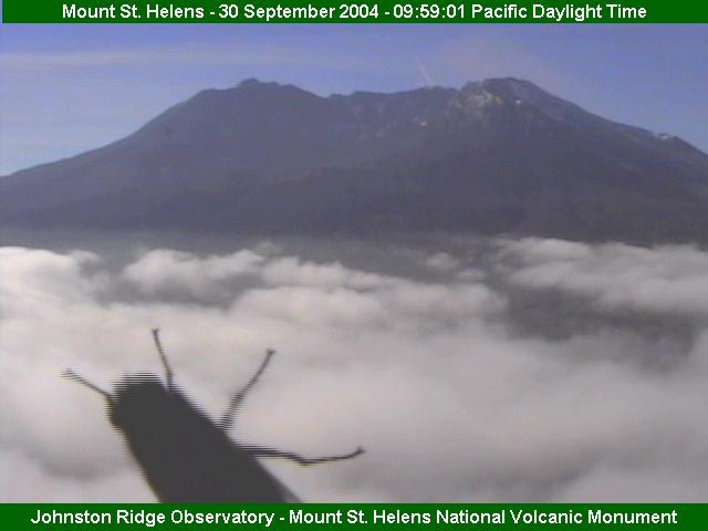 mt st helens bug