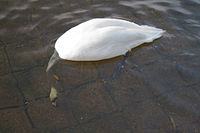 200px-Dabbling swan