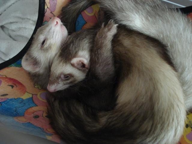 t60832d Ferrets-Sleeping1