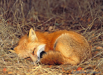 Sleeping Fox small