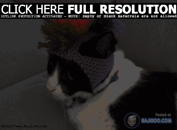 Cats-in-Hats-Caps-funny-pets-kitten-imag