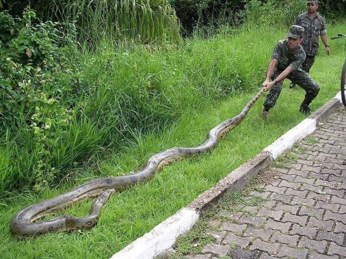 Bilder-Thread big-snake