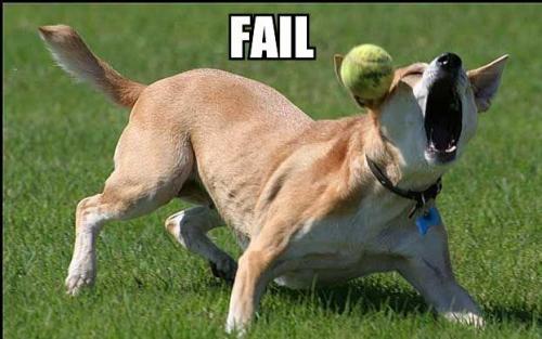 Bilder-Thread t2lH2XN hund-spielt