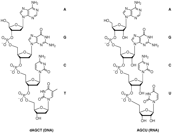 dAGCT AGCU