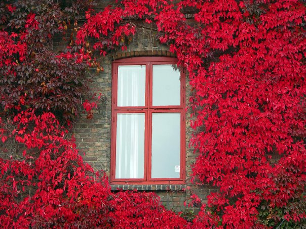 Bilder-Thread b33e34 378637 284439738260243 526869396