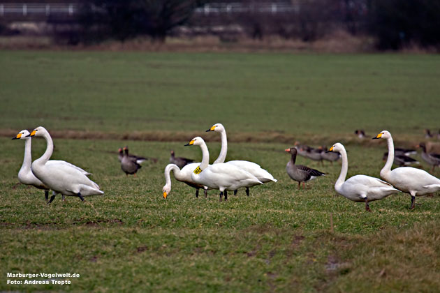 Singschwan09-1