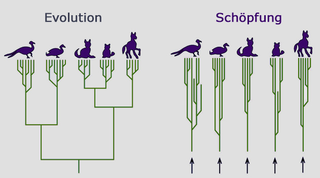 7c0f1c evolution