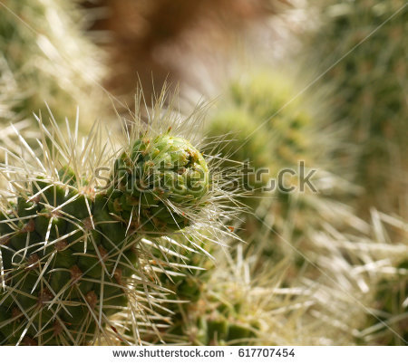 stock-photo-teddy-bear-cholla-617707454