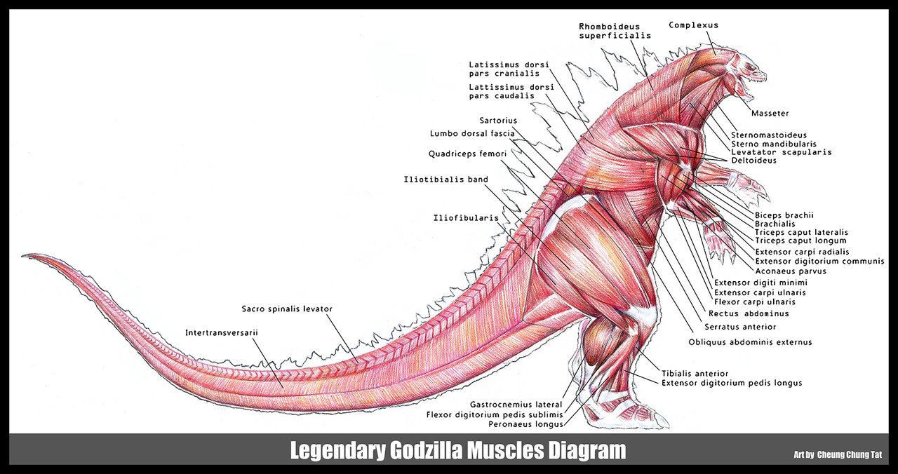 Bilder-Thread godzilla 2014 muscles diagram by cheungc