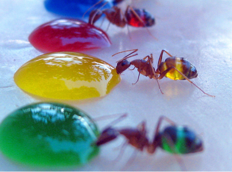 Bilder-Thread d3f113 translucent ants 3