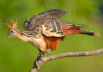 Hoatzin