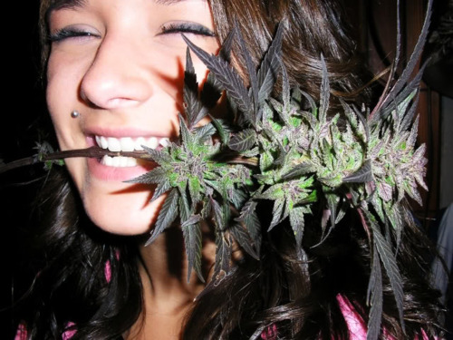 pot-cannabis-smoking-girls-www dutchseed
