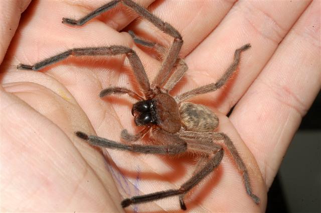 Huntsman spider in hand