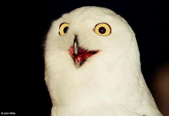 Snowy Owl Nyctea scandiaca 006-by John W