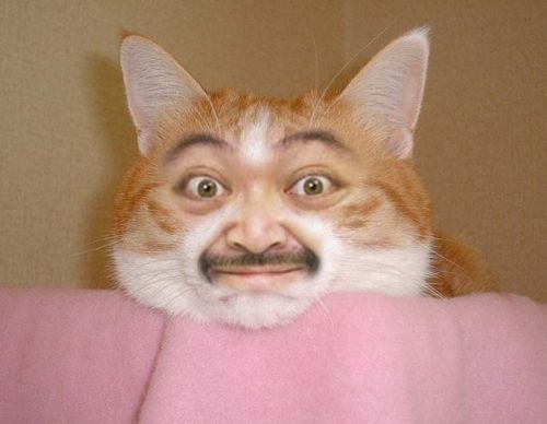 Bilder-Thread 3642-lolwut