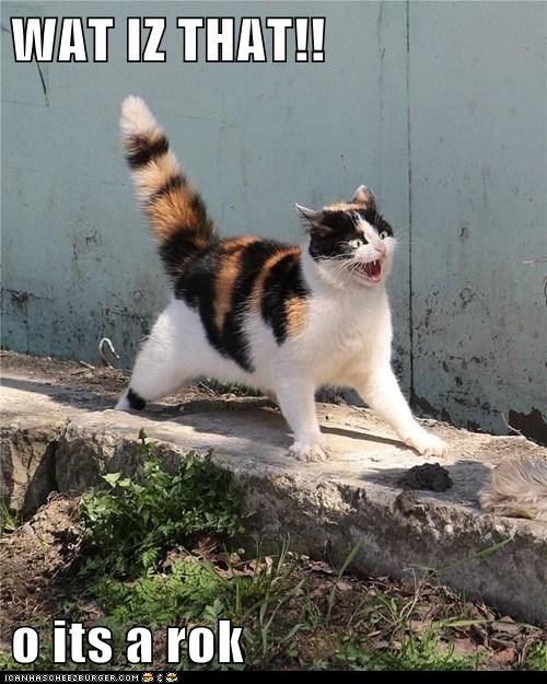 Bilder-Thread funny-cat-pictures-lolcats-wat-iz-that