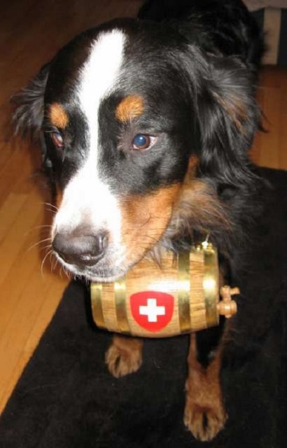 rescue-dog-swiss-cross-whiskey-barrel-41