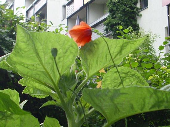 958c0d mohn