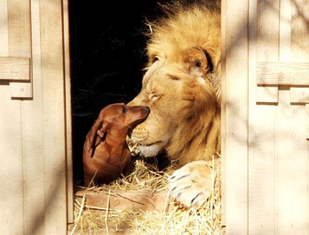 Bilder-Thread unusual-animal-friendship-6-1