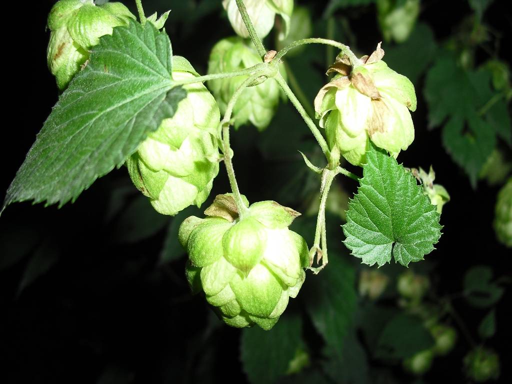 hopfen4