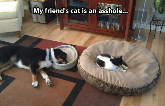 Bilder-Thread funny-dog-cat-big-bed-jerk1