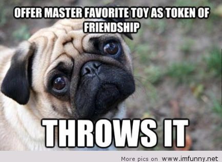 Bilder-Thread Funny-dog-with-sayings
