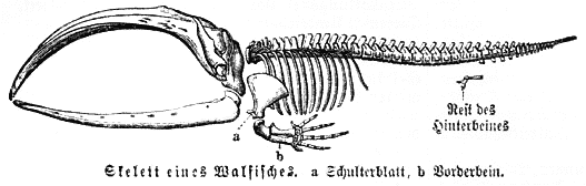 Skelett vom Wal MK1888