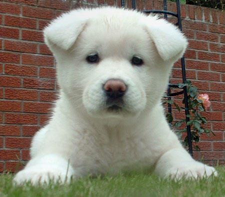 Bilder-Thread Akita-Puppies-For-Sale