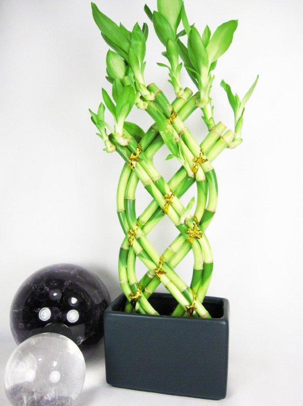 01-best-lucky-bamboo-plants