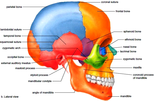 lateral view skull bones anatomy 41121.j