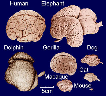 animal-brains