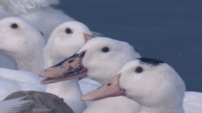 74327-late-laughing-goose-gif-imgur-go4w