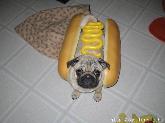 hotdog