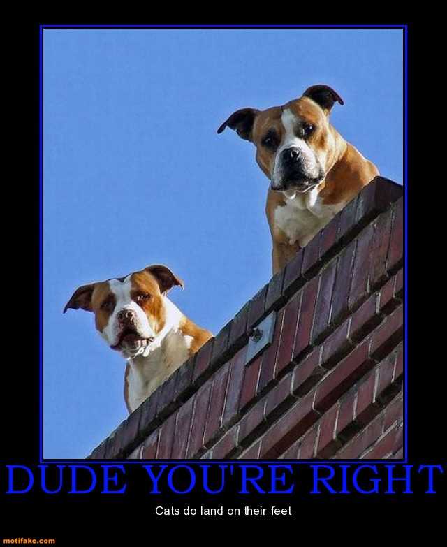 Bilder-Thread dude youre right dogs roof cats land fee