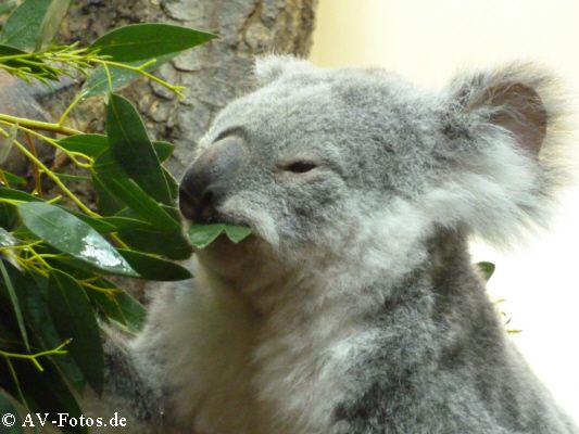 02 Koala Koala 01.jpg.small