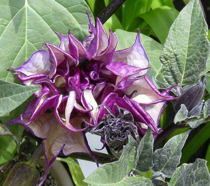 datura