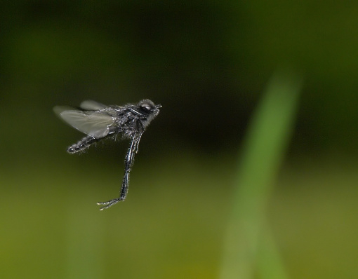 Flugstudie-Flug-fliegende-Fliege-Schwarz