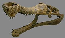 220px-Sarcosuchus skull
